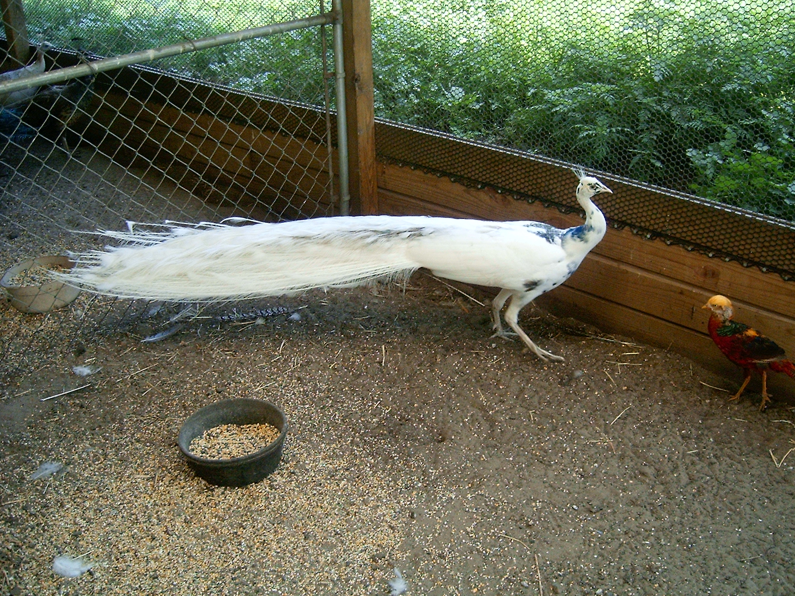 Silver Pied Peafowl Pair