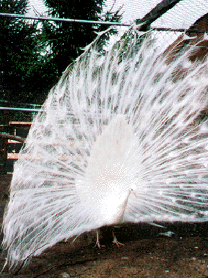 White Peafowl Displaying