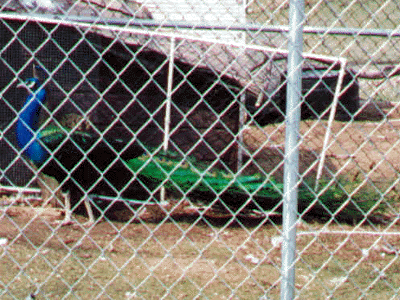 Black Shoulder Peafowl behind Fence