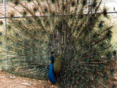 Black Shoulder Peafowl