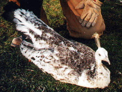 Black Shoulder Peahen