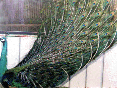 Emerald Spalding Displaying