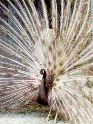 Oaten Peafowl Displaying