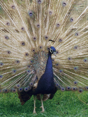 Purple Peafowl Displaying