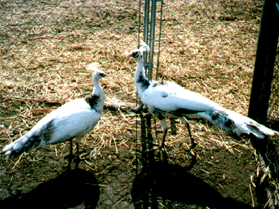 Silver Pied Peafowl Pair