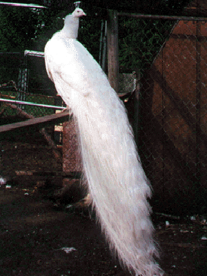 White Peafowl