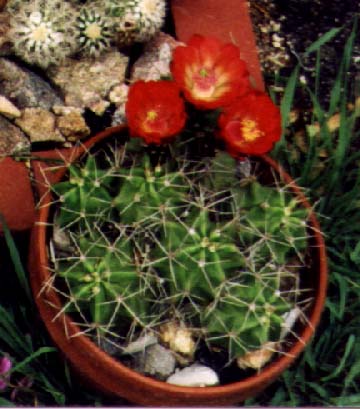 Click here to see how I grow these.