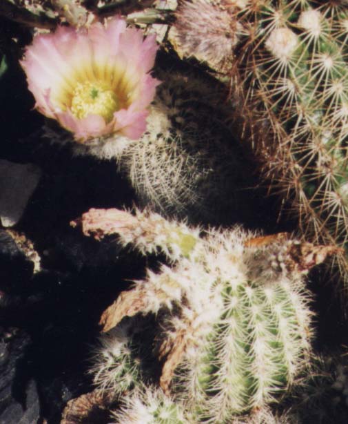 Click here to see how I grow these.