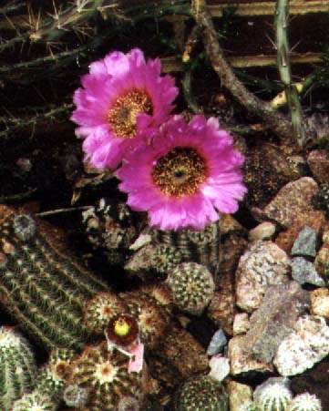 Click here to see how I grow these.