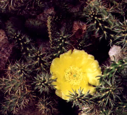 Click here to see how I grow these.