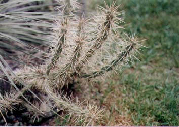 Click here to see how I grow these.