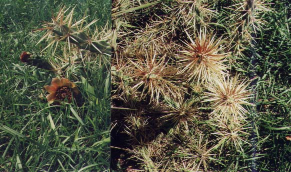 Click here to see how I grow these.