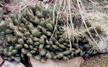 Click here to see how I grow these.