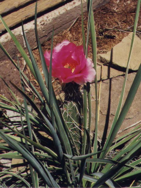 Click here to see how I grow these.