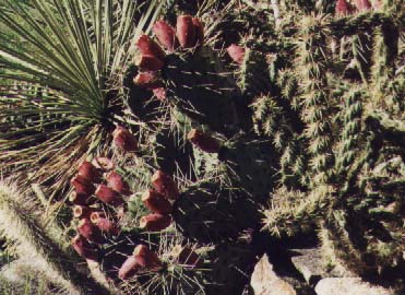 Click here to see how I grow these.