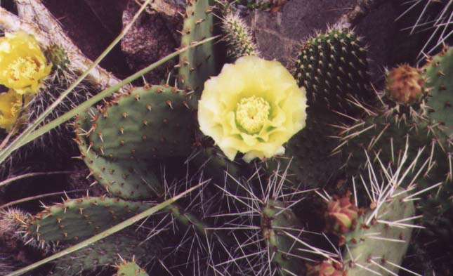 Click here to see how I grow these.