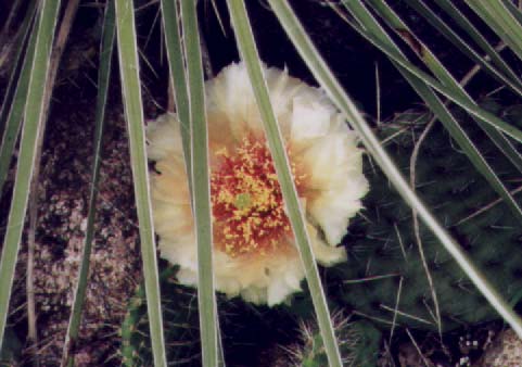 Click here to see how I grow these.