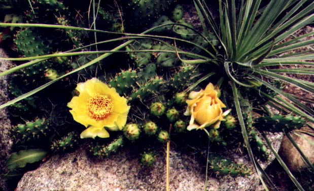 Click here to see how I grow these.