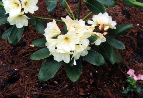 Clyde Higgerson seedling in his garden