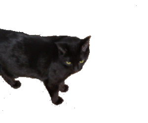 Black Cat Web Design
