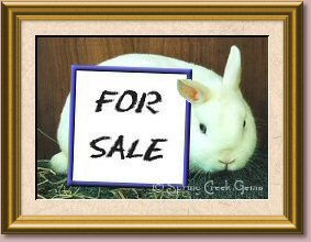 Breeding Stock For Sale