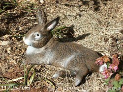 Garden Bunny