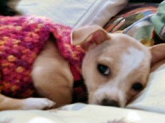 Luna, our female Chihuahua