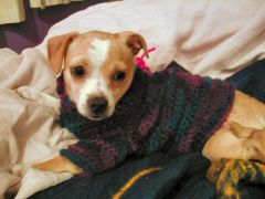 Luna, our female Chihuahua