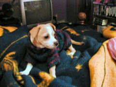 Luna, our female Chihuahua