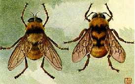 Bombus sp/Bumble Bee