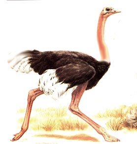 Courtly Lives - The Ostrich in Heraldry and Lore