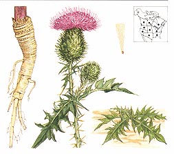 Thistle Drawing