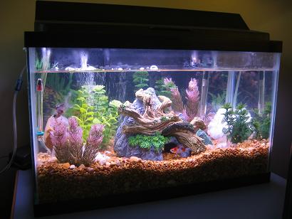 My Fish Tank