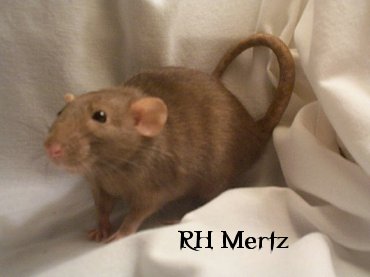 RH Mertz- Mink Dumbo Self with Curly Tail