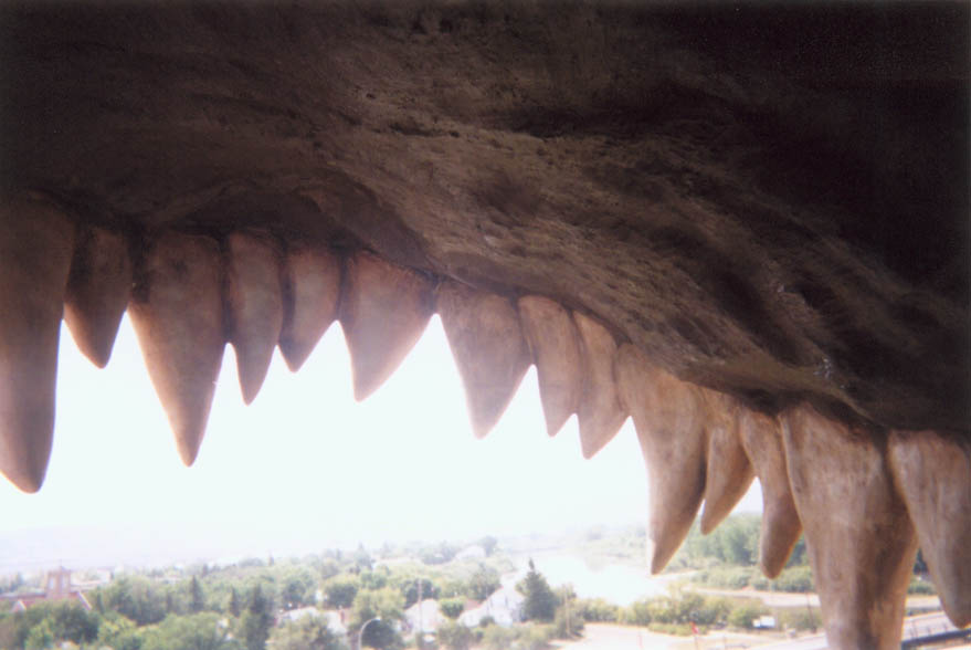Big_Dino_teeth