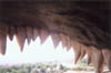 Big_Dino_teeth