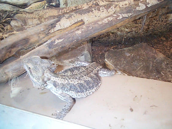 bearded_dragon