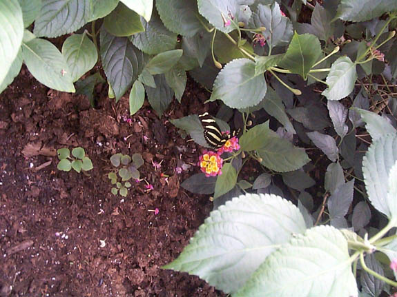butterfly4