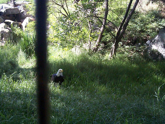 eagle1