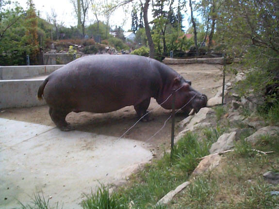 hippo
