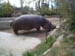 hippo
