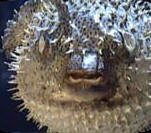Porcupine fish