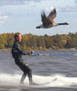 Pet Goose flying alongside 50 mpg