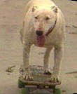 Skateboarding dog