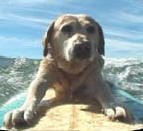 Surfing dog
