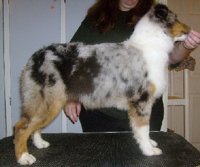 blue merle pup