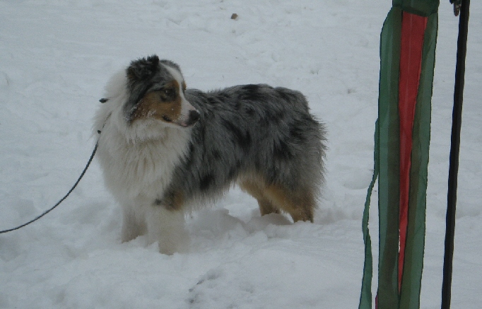 blue merle
