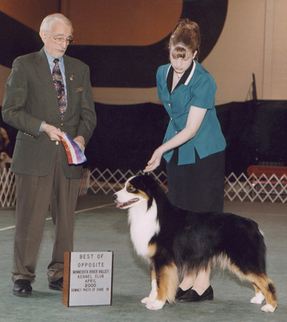 AKC Winners Dog