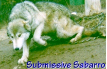 Submissive Sabarro