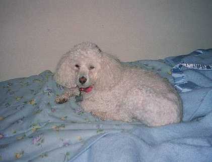 Phoebe's Addison's Disease Blog